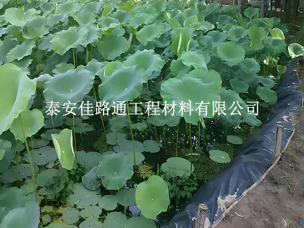 鱼虾养殖防渗膜坡面怎么处理？这些方法保稳固防渗漏